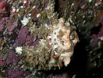 Heart Crab