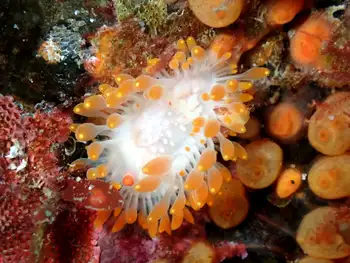 Cockerell's Nudibranch