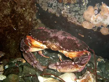 Red Rock Crab
