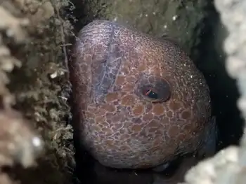 Juvenile Wolf Eel