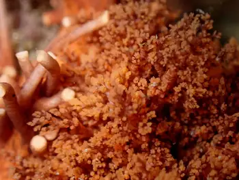 Red Sea Cucumber