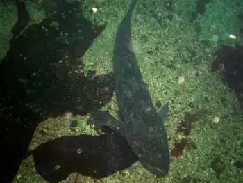 Lingcod