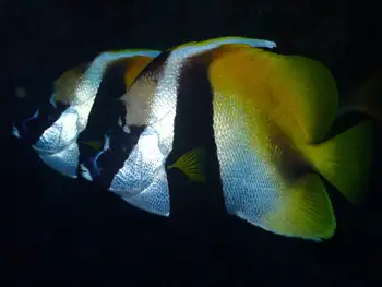 Masked Bannerfish