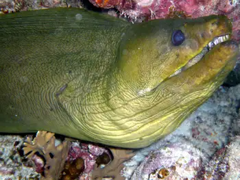 Green Moray Eel