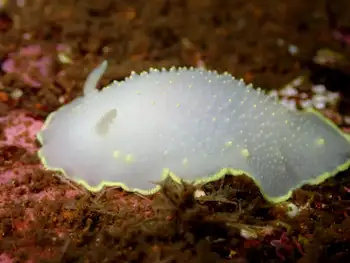 Yellow Rimmed Nudibranch