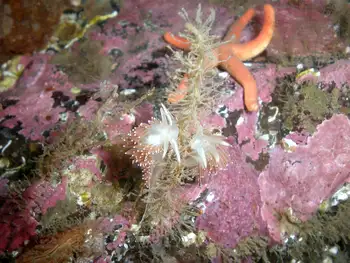 Red Flabellina Nudibranchs