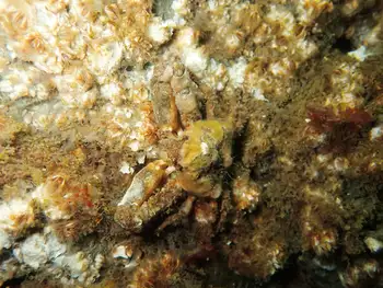 Sharp Nosed Crab