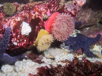 Painted Anemones