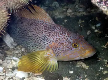 Female Kelp Greenling