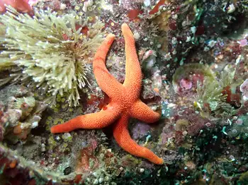 Blood Star