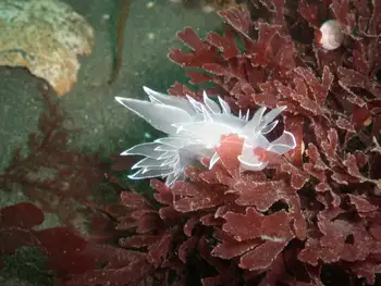 Sea Laurel Seaweed