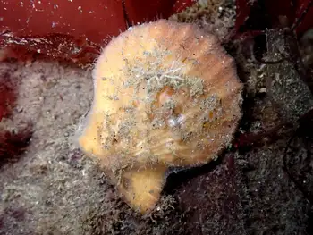 Smooth Pink Scallop