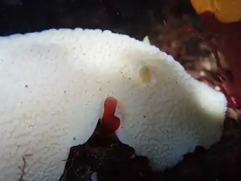 White Nudibranch
