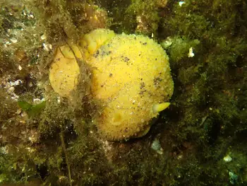 Monterey Sea Lemon