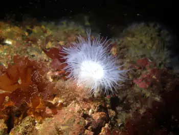 Metridium Anemone