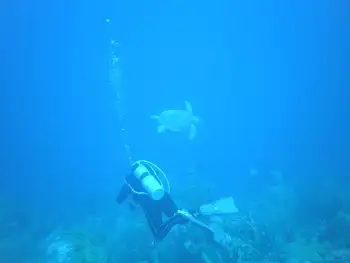 Green Sea Turtle