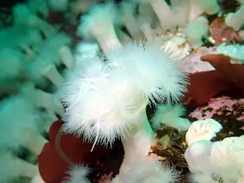 Metridium Anemones