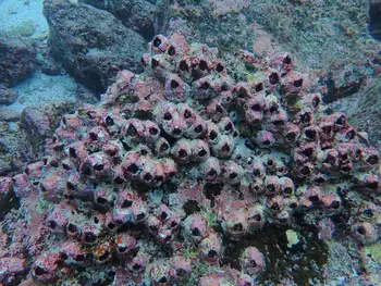 galapagos barnacle