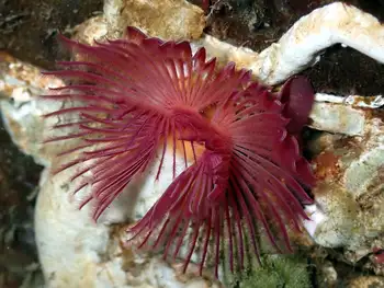 Red Trumpet Calcareous Tube Worm