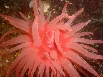 Crimson Anemone