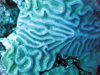 Brain Coral
