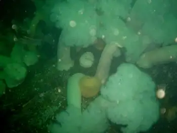 Metridium Anemones