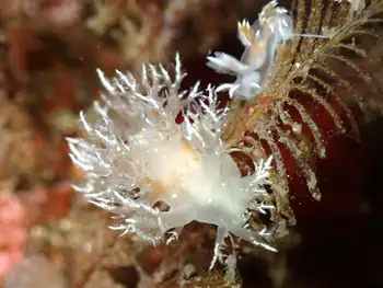 kamchatka dendronotid