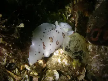 Leopard Nudibranch