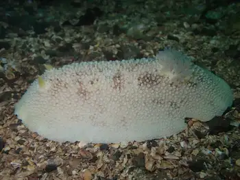 Freckled Pale Sea Lemon