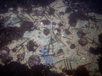 Tubesnout Fish