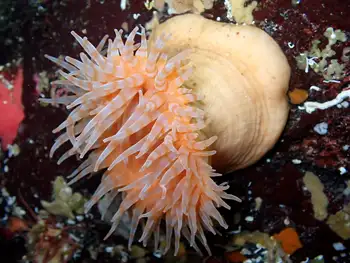Swimming Anemone