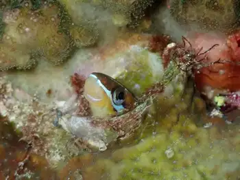 lance blenny