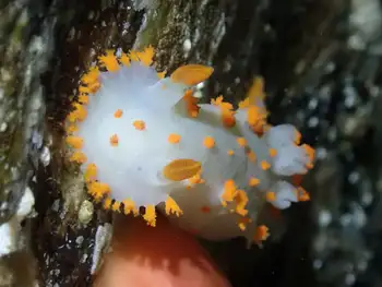 bold clown nudibranch
