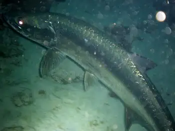 Tarpon