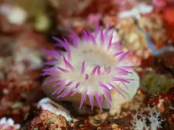 pink tipped anemone