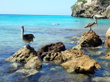 Pelicans