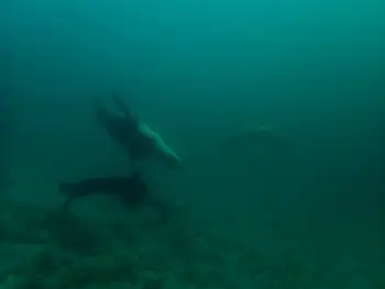 california sea lion