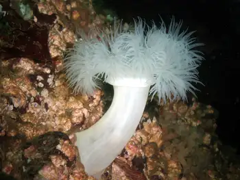 Metridium Anemone
