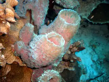 Azure Vase Sponges