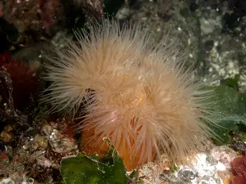 Metridium Anemone