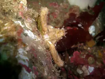 Sharp Nosed Crab