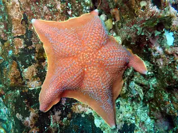 Bat Star