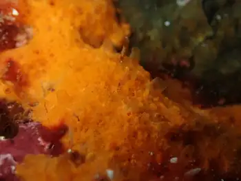 Sponge
