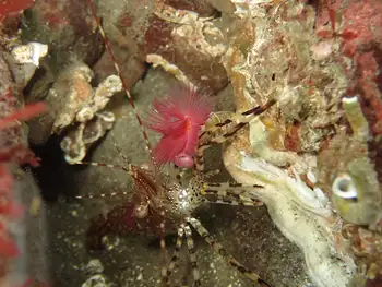 Coonstripe Shrimp