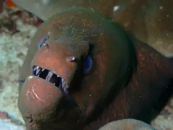 Giant Moray Eel