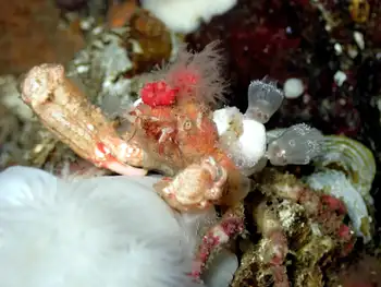 Graceful Decorator Crab