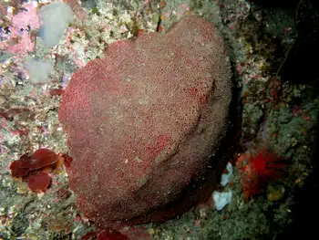 Gumboot Chiton