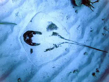 Stingray