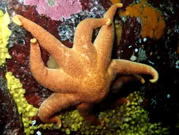 Northern Sun Star