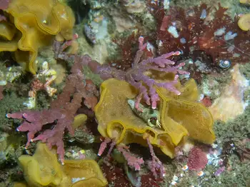 Bryozoans